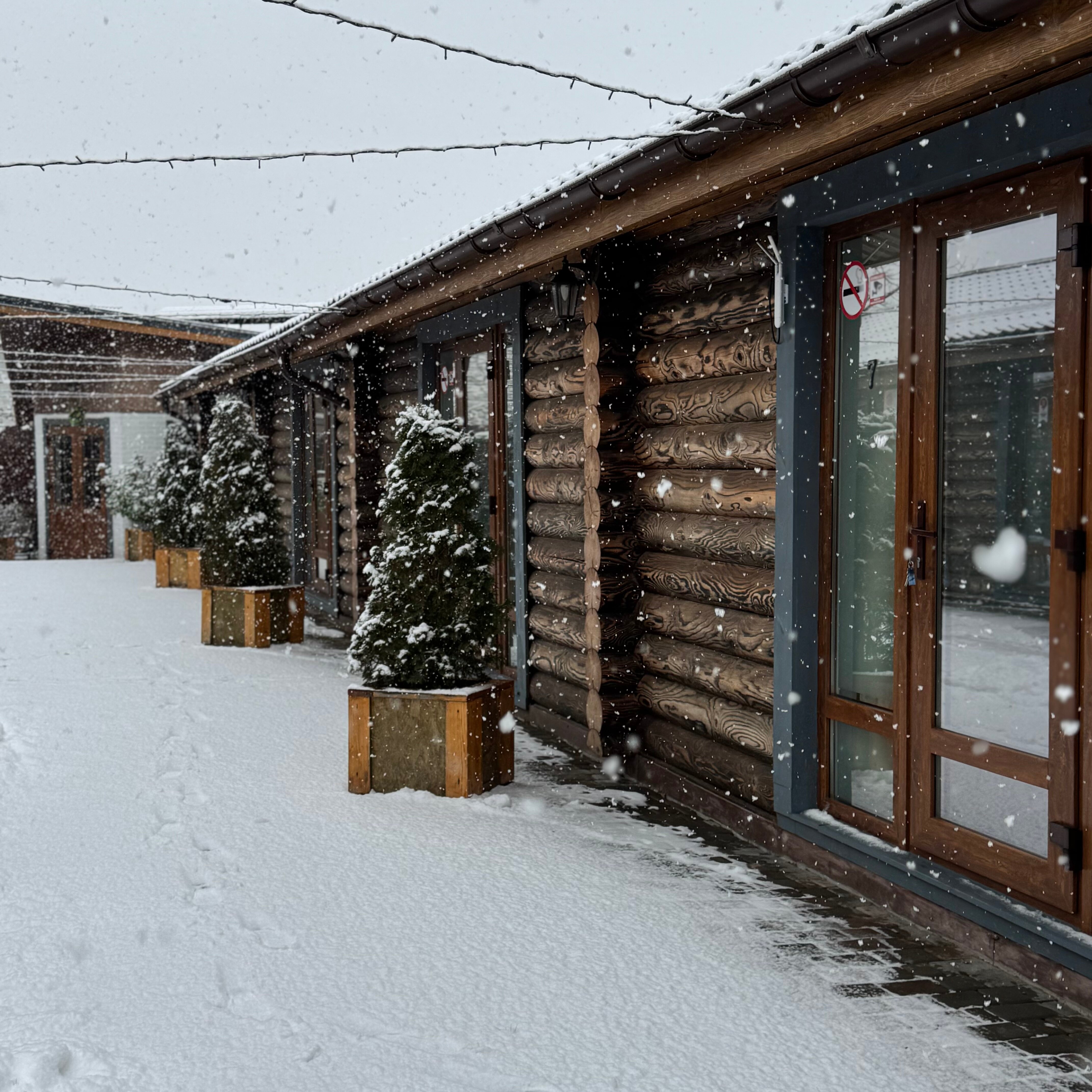 Фото Золотой дуб