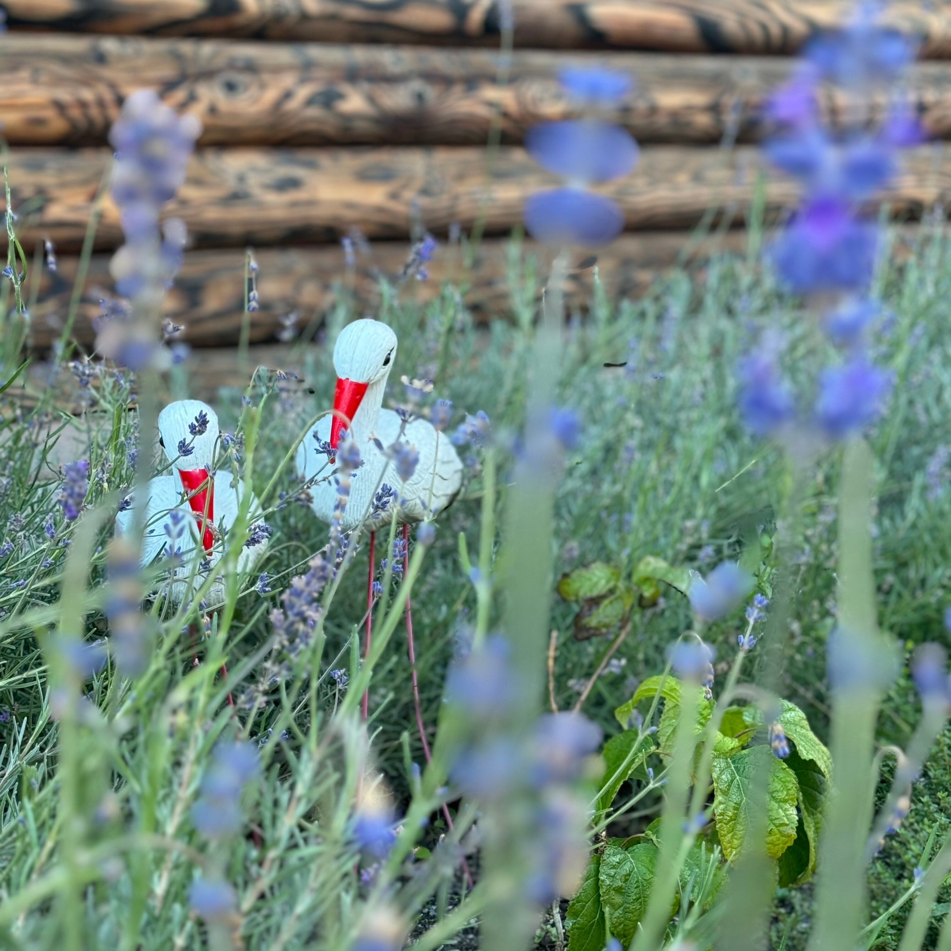 Фото Золотой дуб