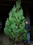 Sosna (Stanichnaya ulitsa, 5) ، سوق عيد الميلاد