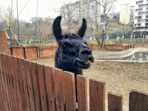 Тбилисский зоопарк (Тбилиси, Тбилисский зоопарк), зоопарк в Тбилиси