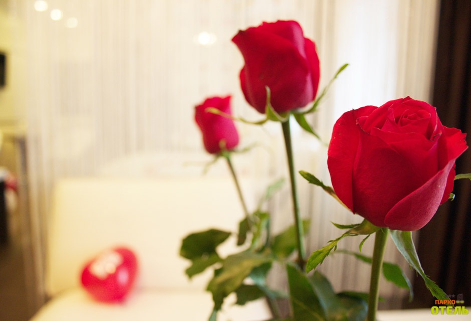 Фото Паркофф