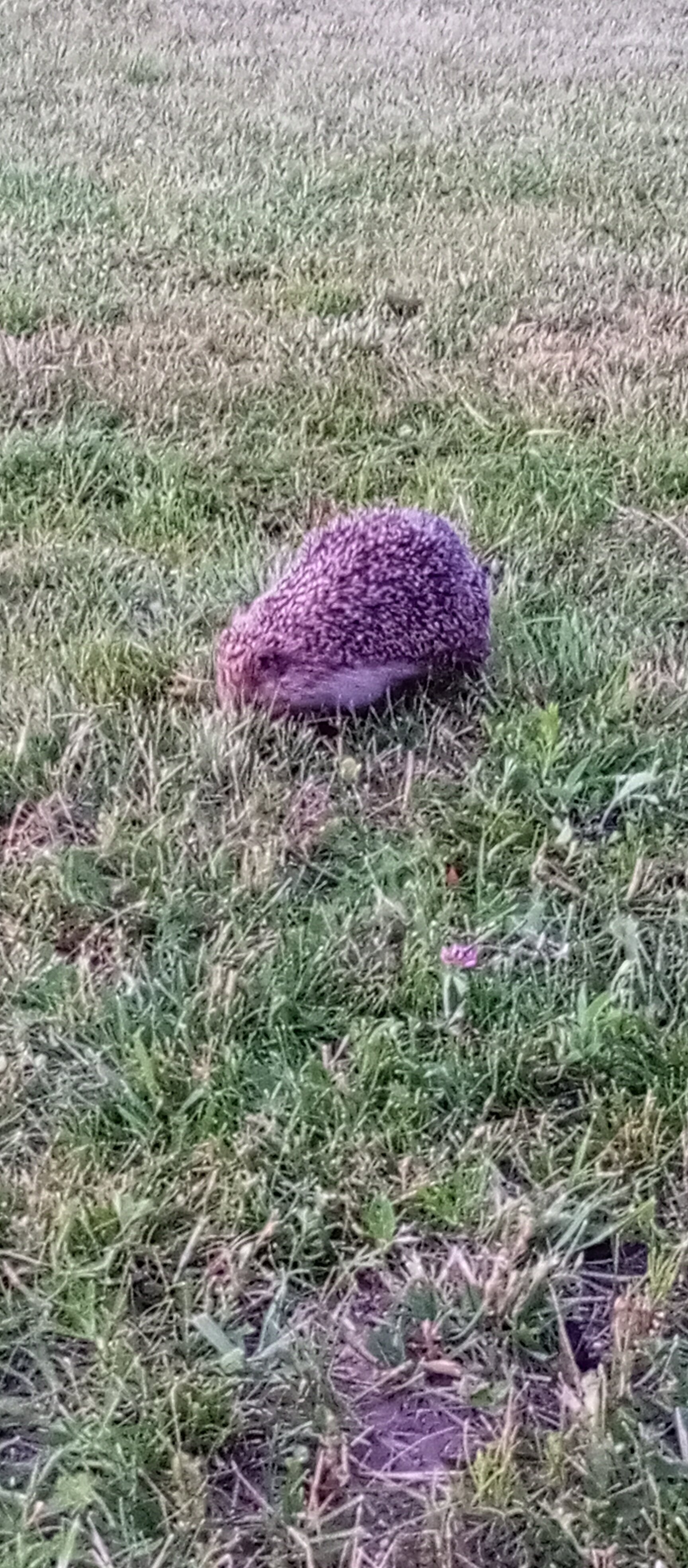 Фото Тихие дачи