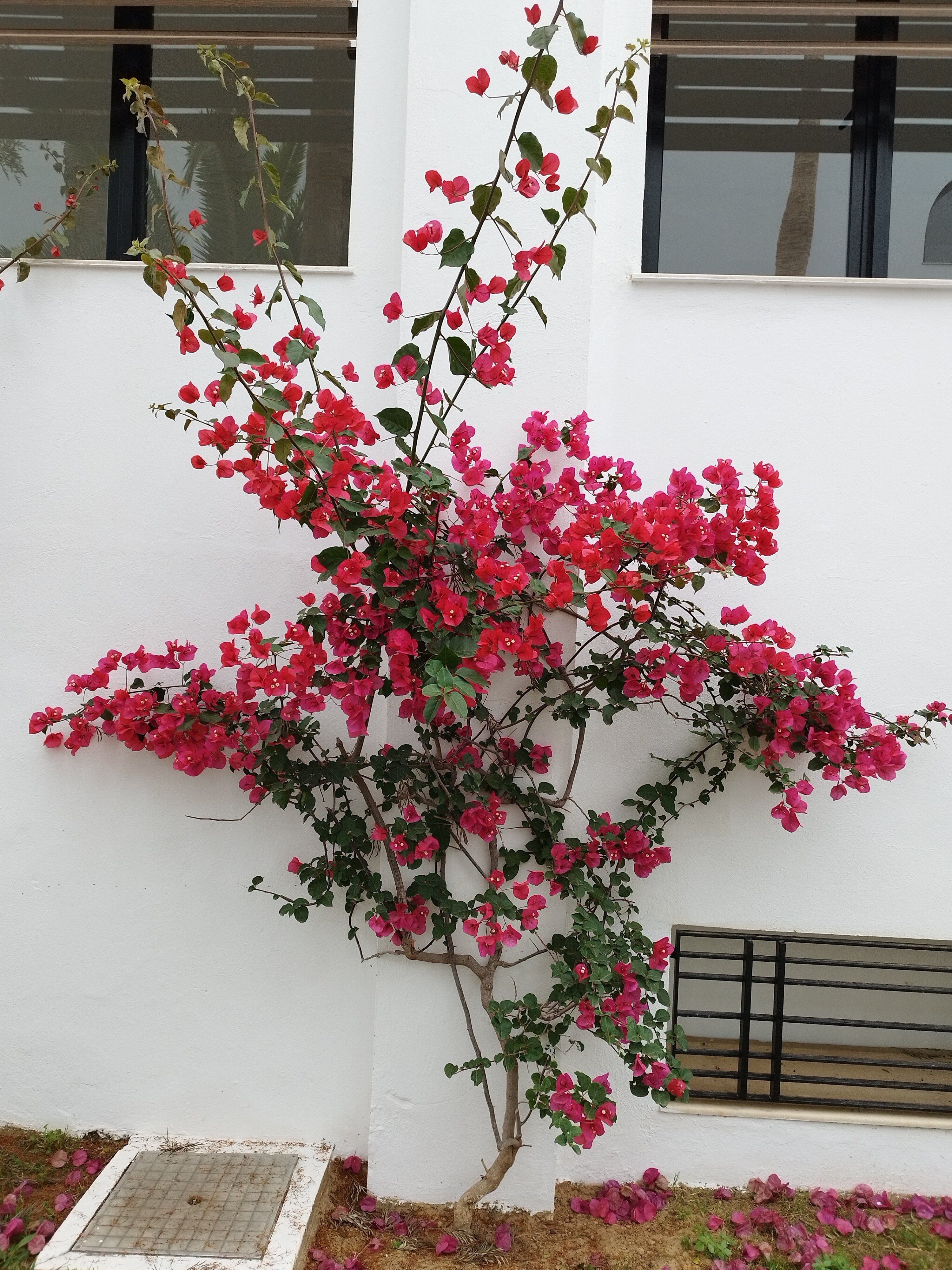 Фото The Orangers Garden