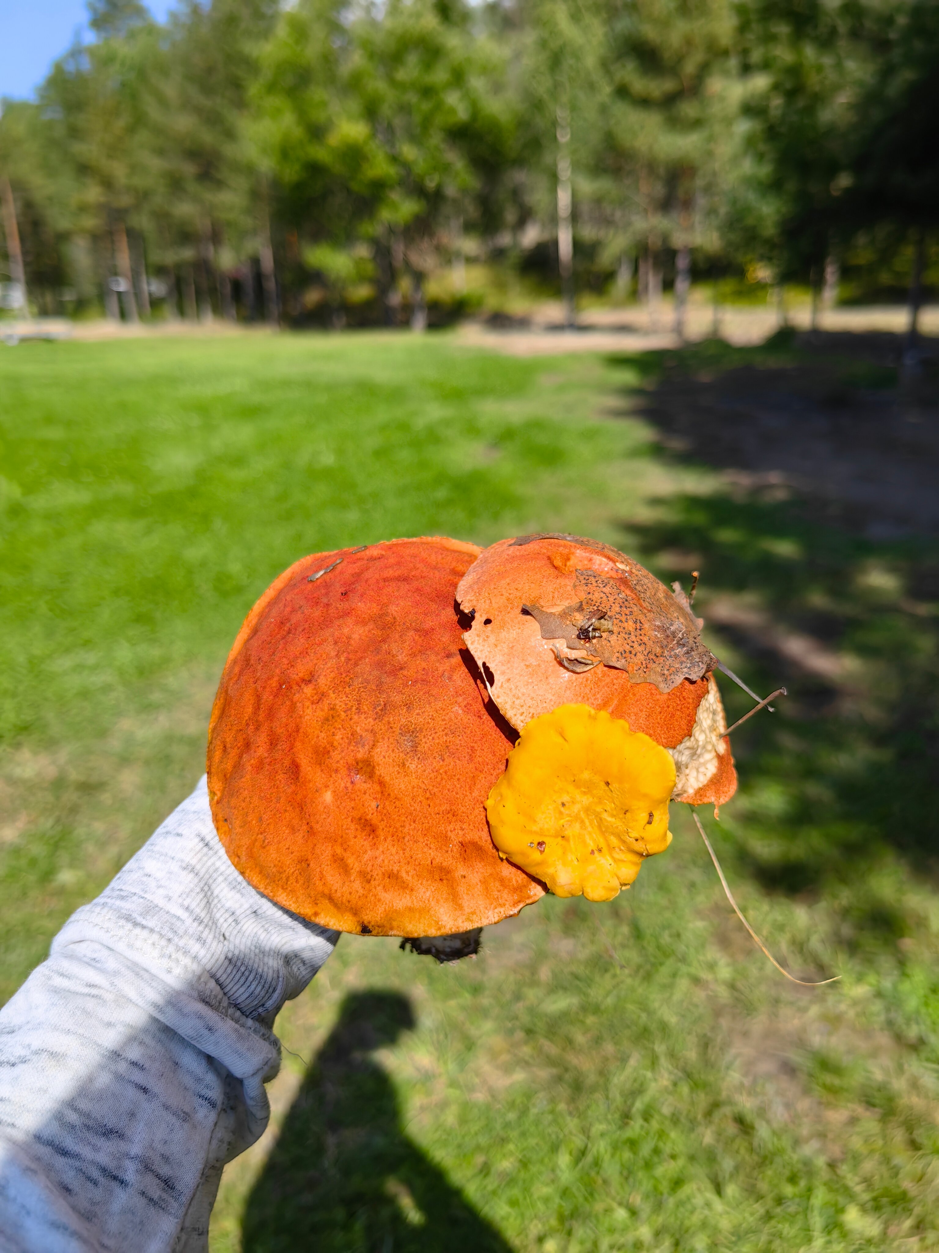 Фото Павола