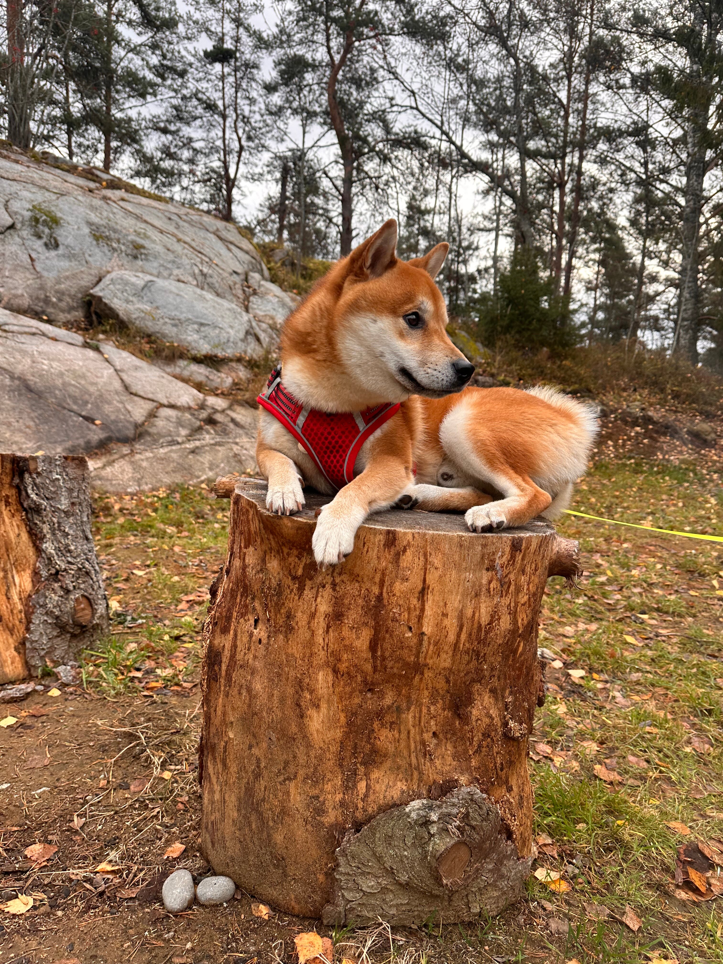 Фото Tikka-House