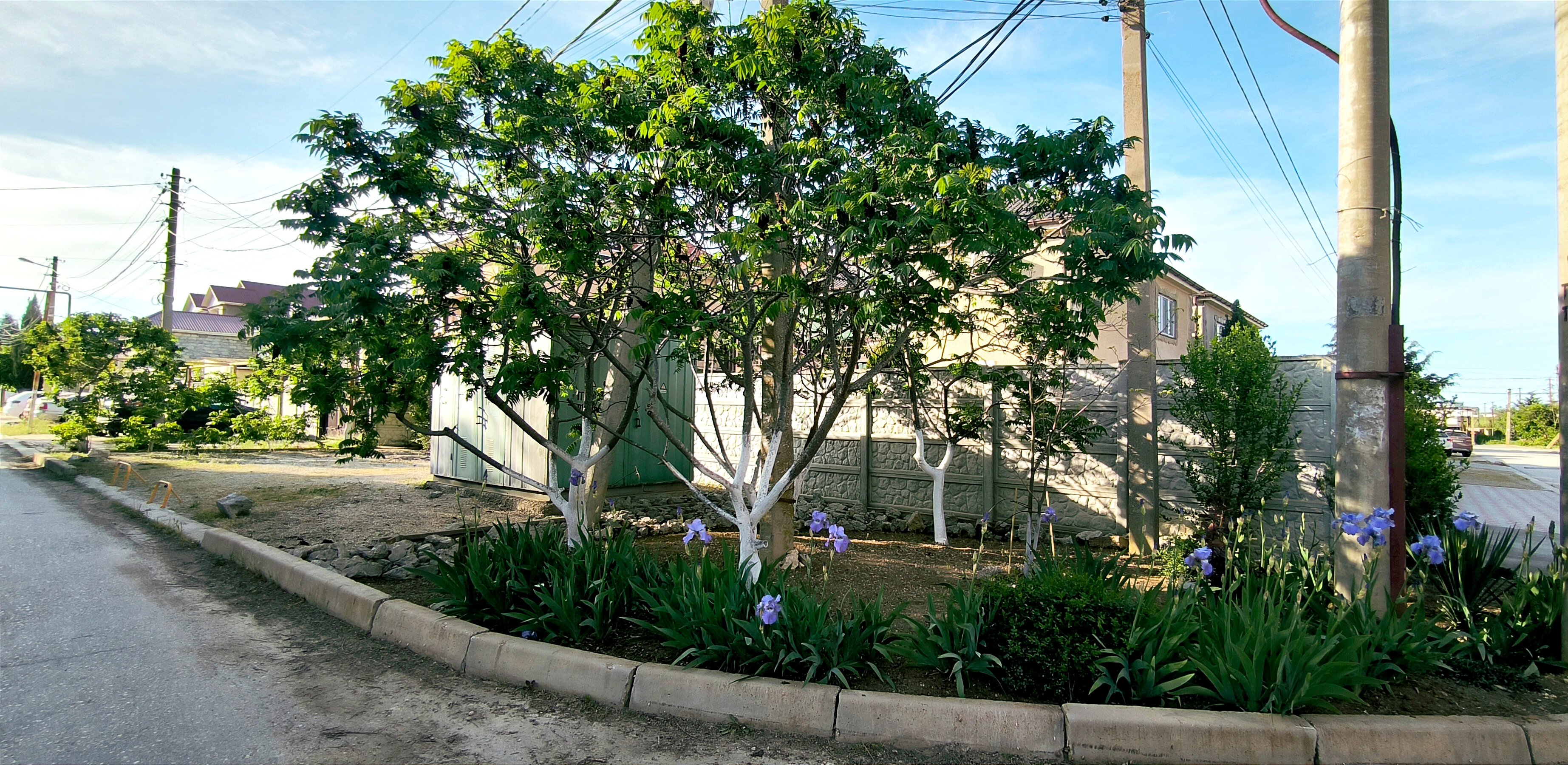 Фото Белый парус