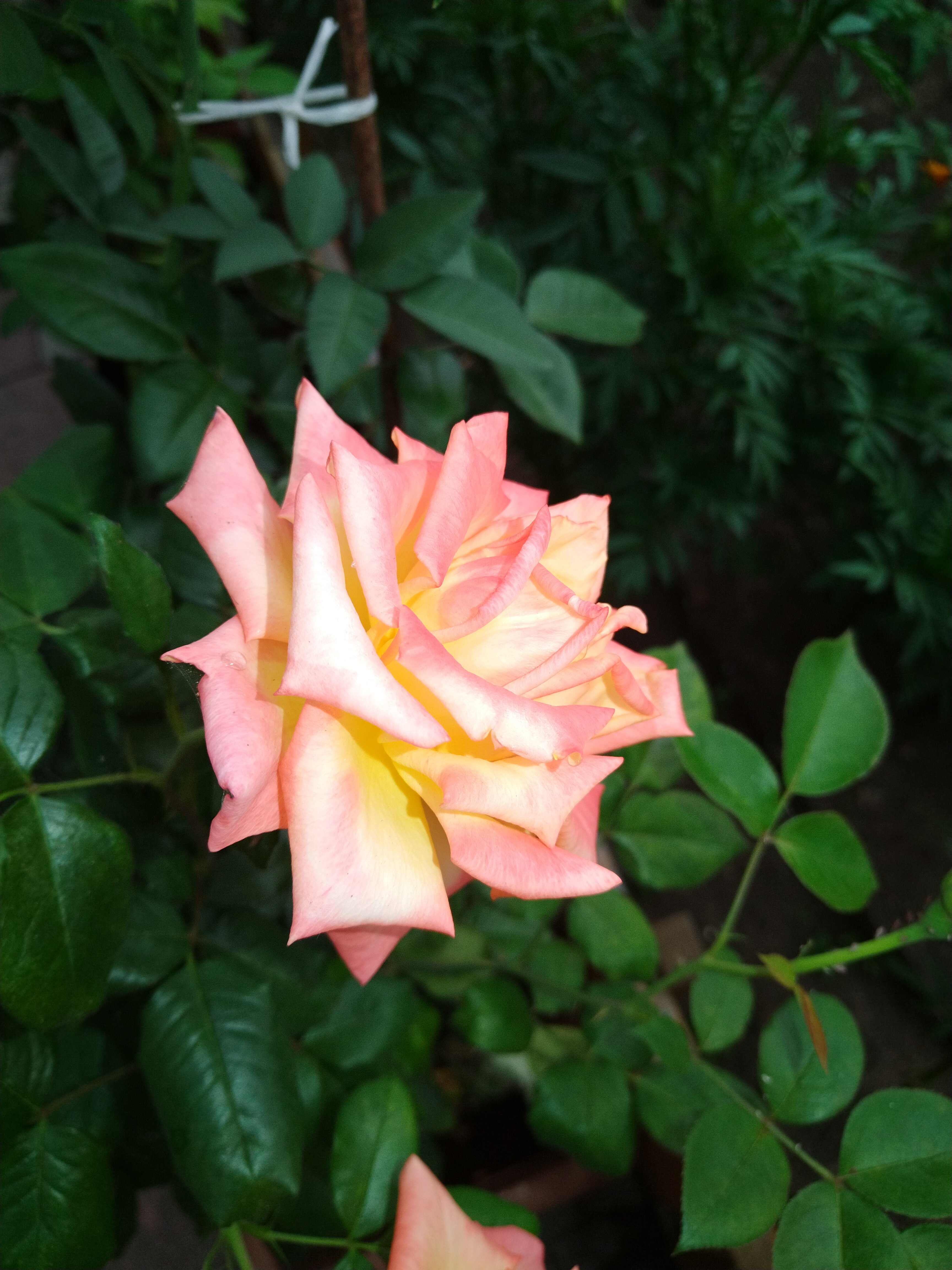 Фото Байкальская жемчужинка