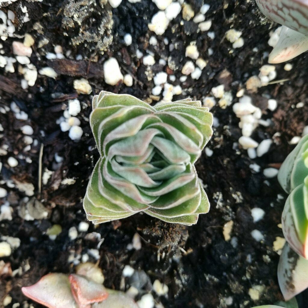 Grocery Koyuncular Süt Ürünleri Helvasi, Biga, photo