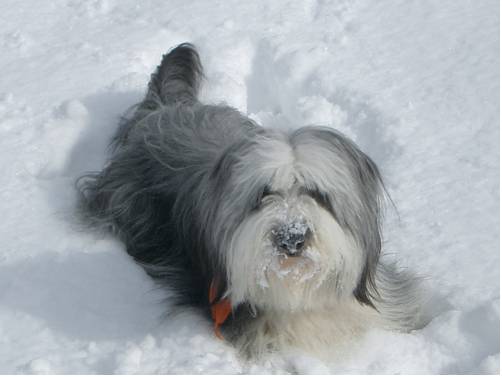 Фото Hotel Gamshof