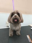ПодстригиПса (Mezhevaya ulitsa, 27), pet salon