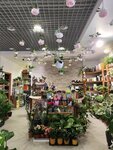 Мистер Фикус (Tsentralnaya Street, 8), floristeria