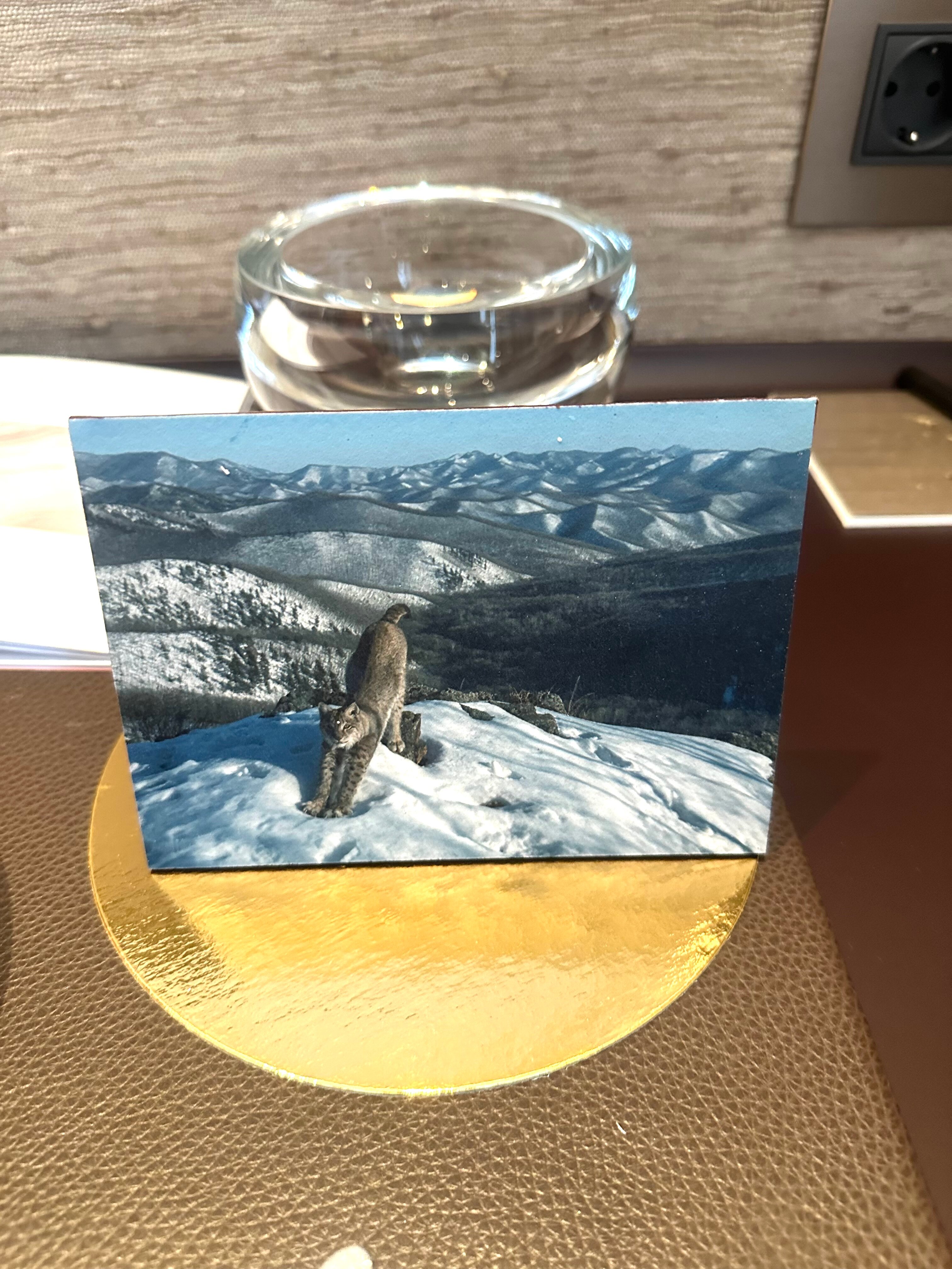 Фото Stella di Mosca