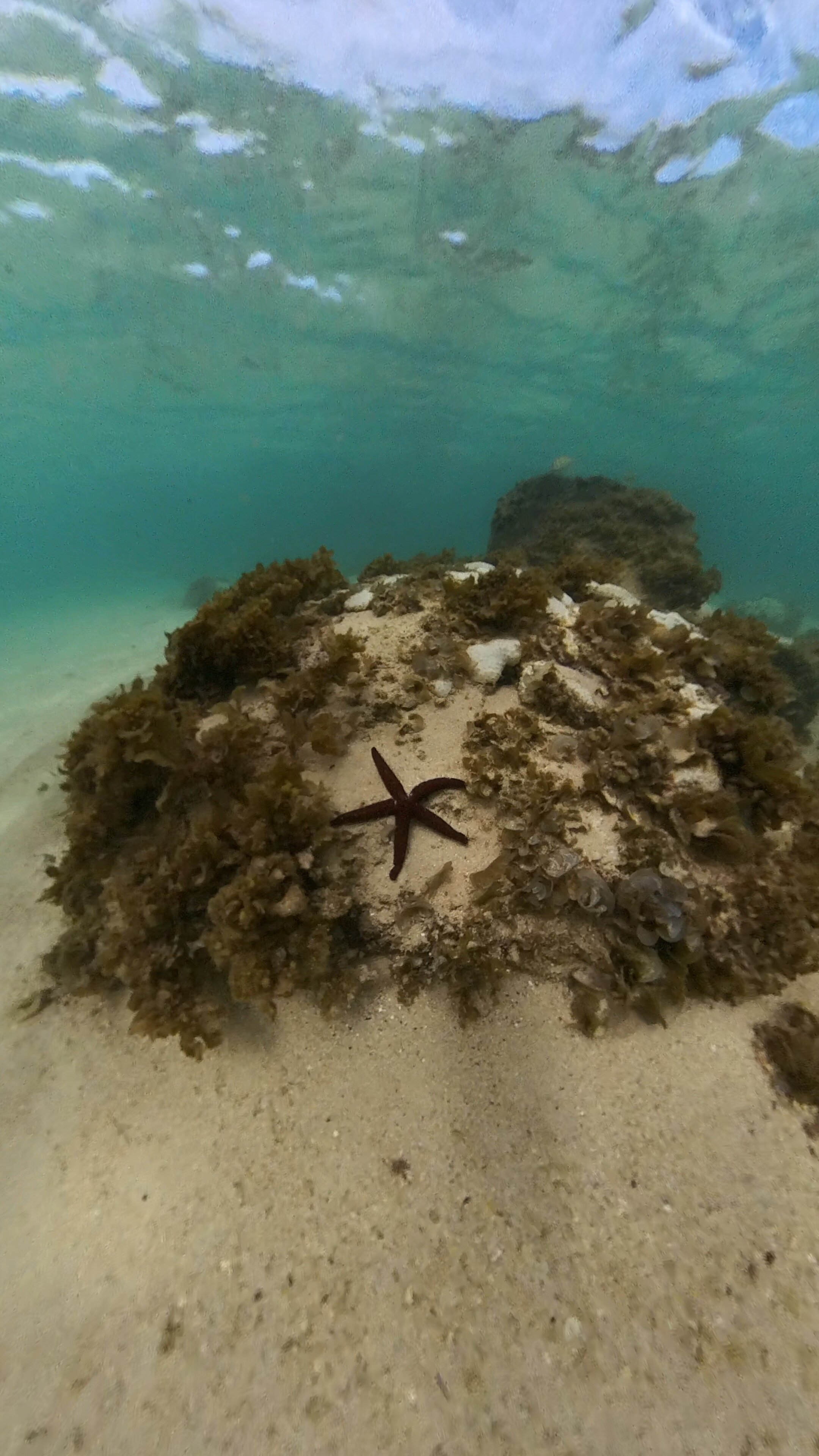 Фото Tamassa Bel Ombre