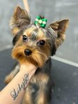 Ай-Кор (prospekt Avtozavodtsev, 44), pet salon