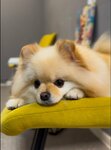 Lapki SPA (Симферополь, проспект Александра Суворова, 15, корп. 5), pet salon