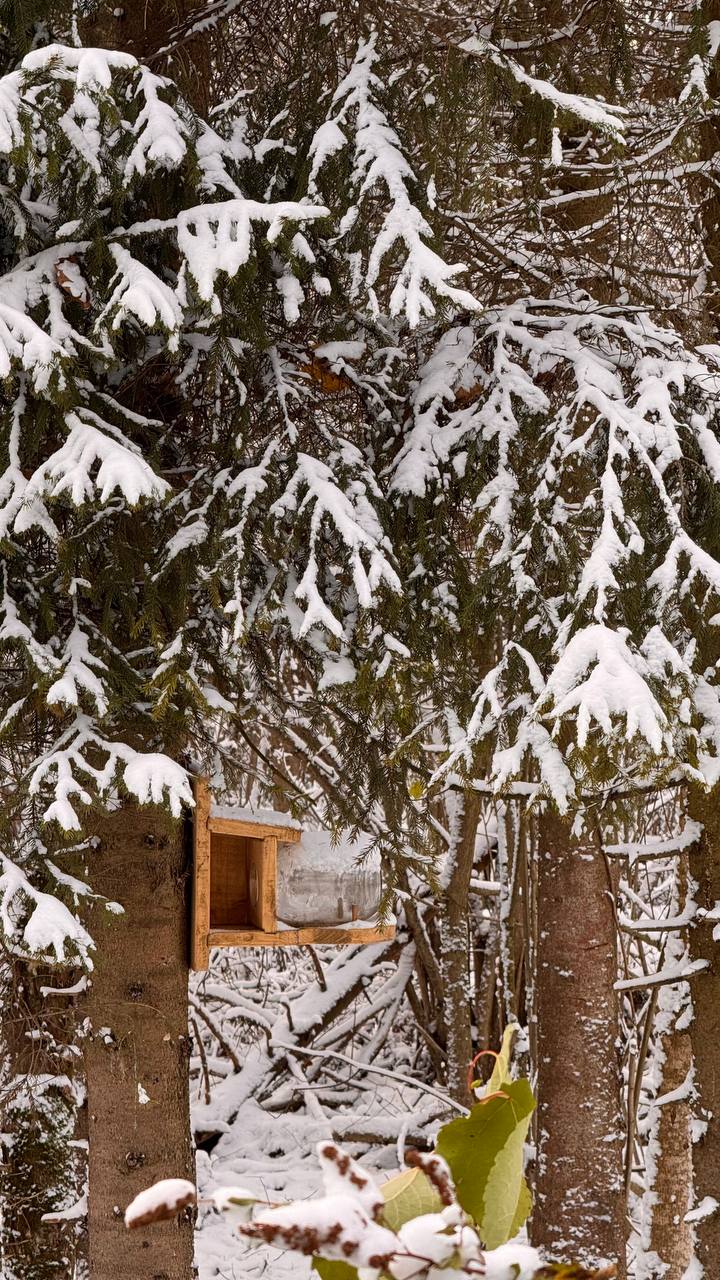 Фото Лисичкин дом