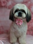 Cavalier (Tekhnicheskaya ulitsa, 7А), pet salon