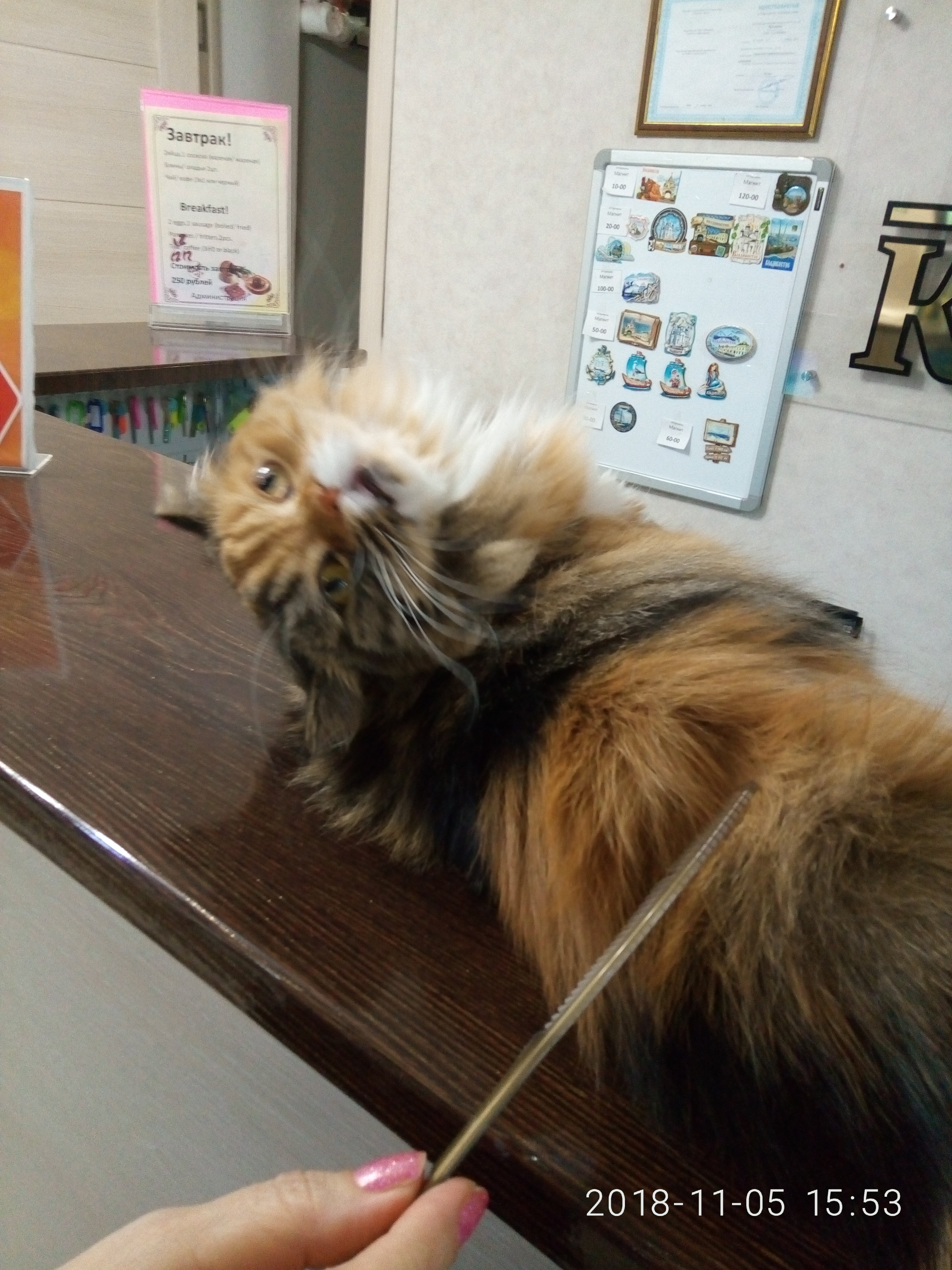 Фото Кармен