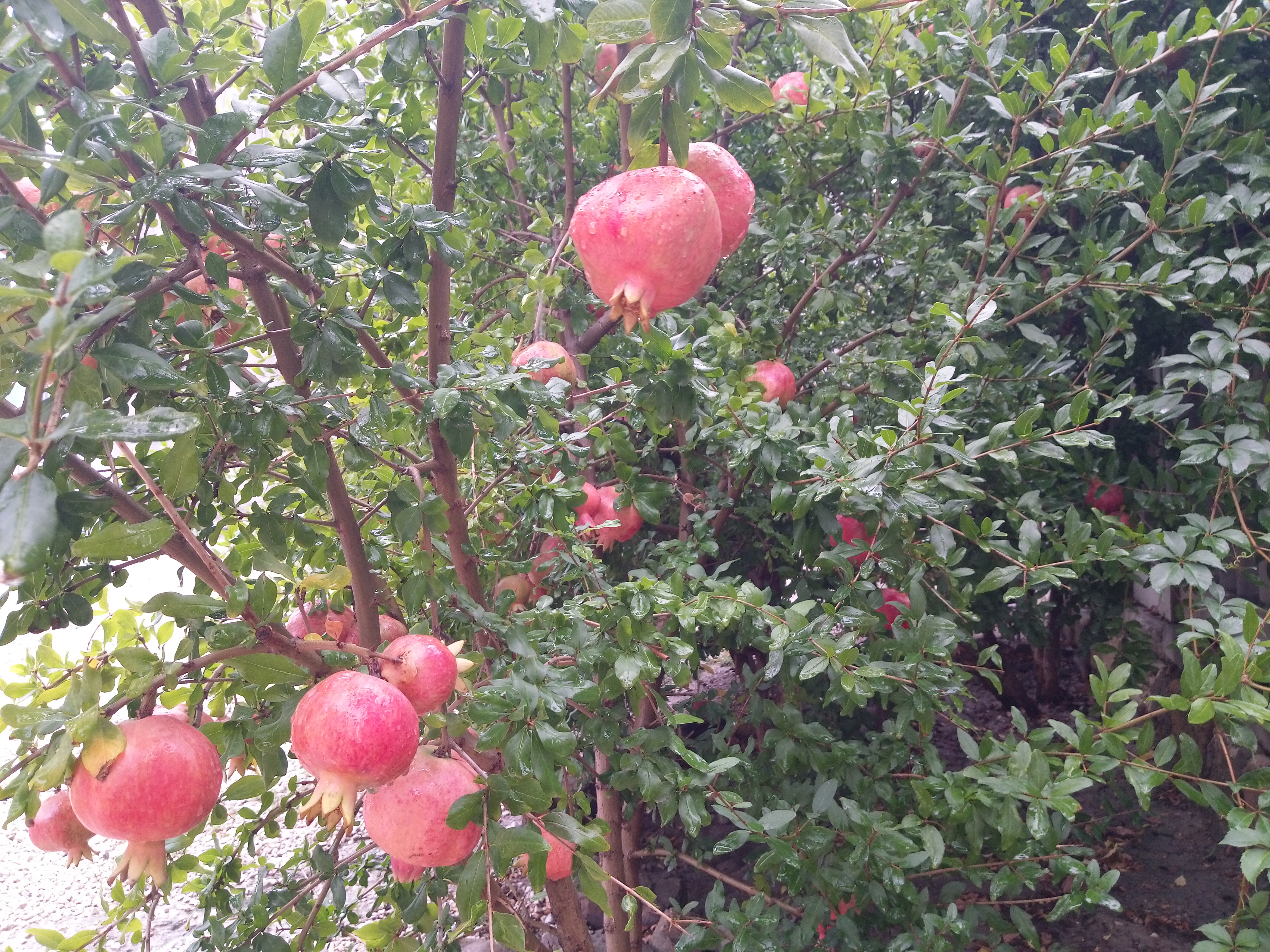 Фото Гостевой дом Оазис Судак
