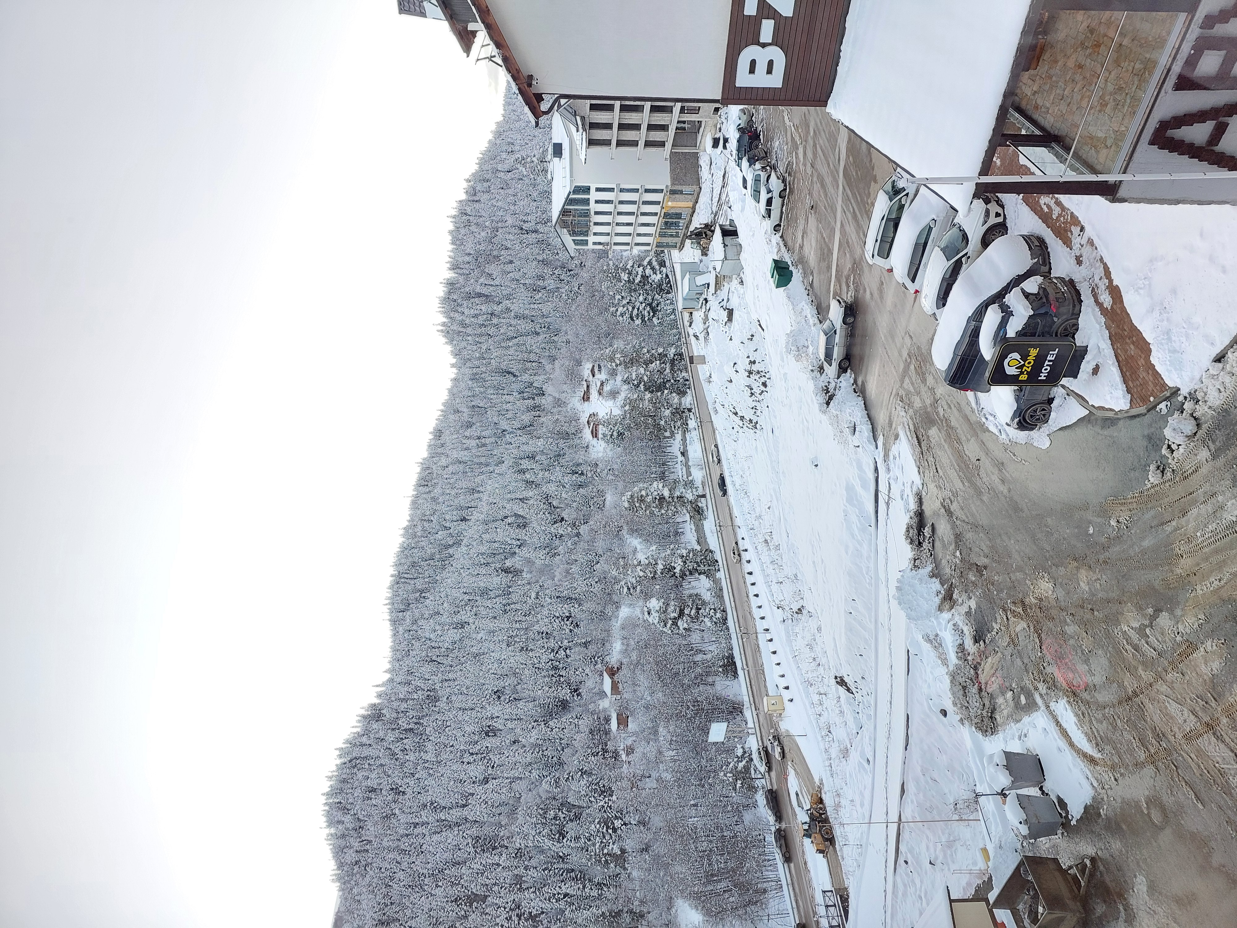 Фото Гризли