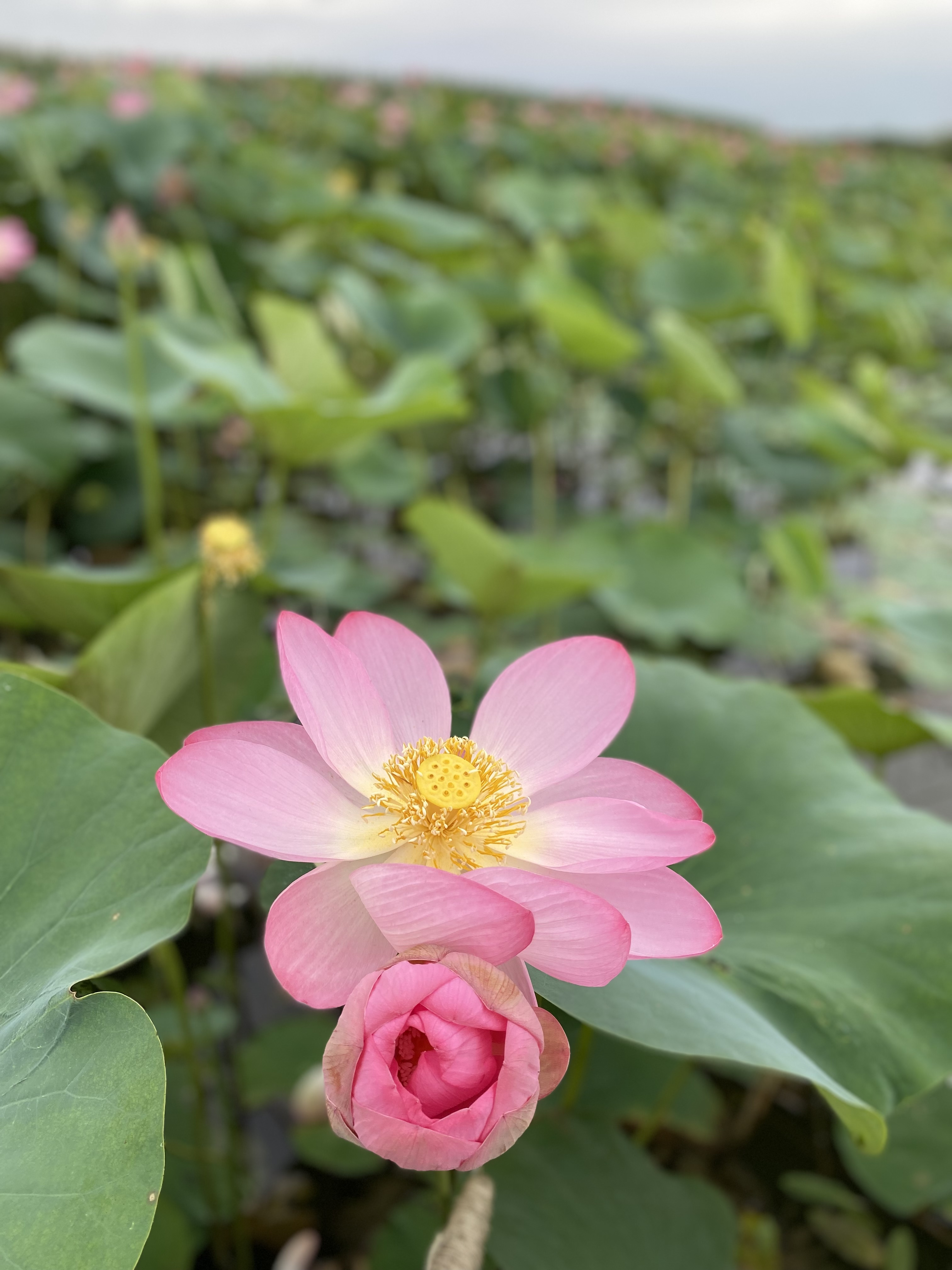 Фото Фортуна