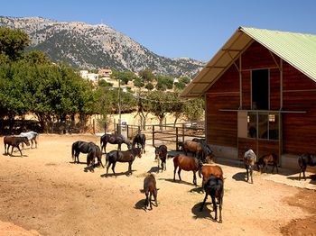 Фото Lefkoritis Resort