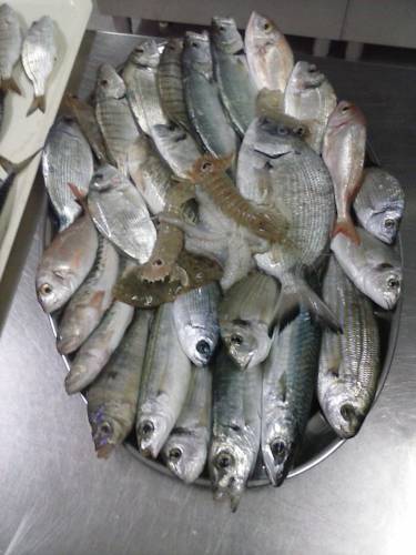 Фото Hotel Piccolo Paradiso