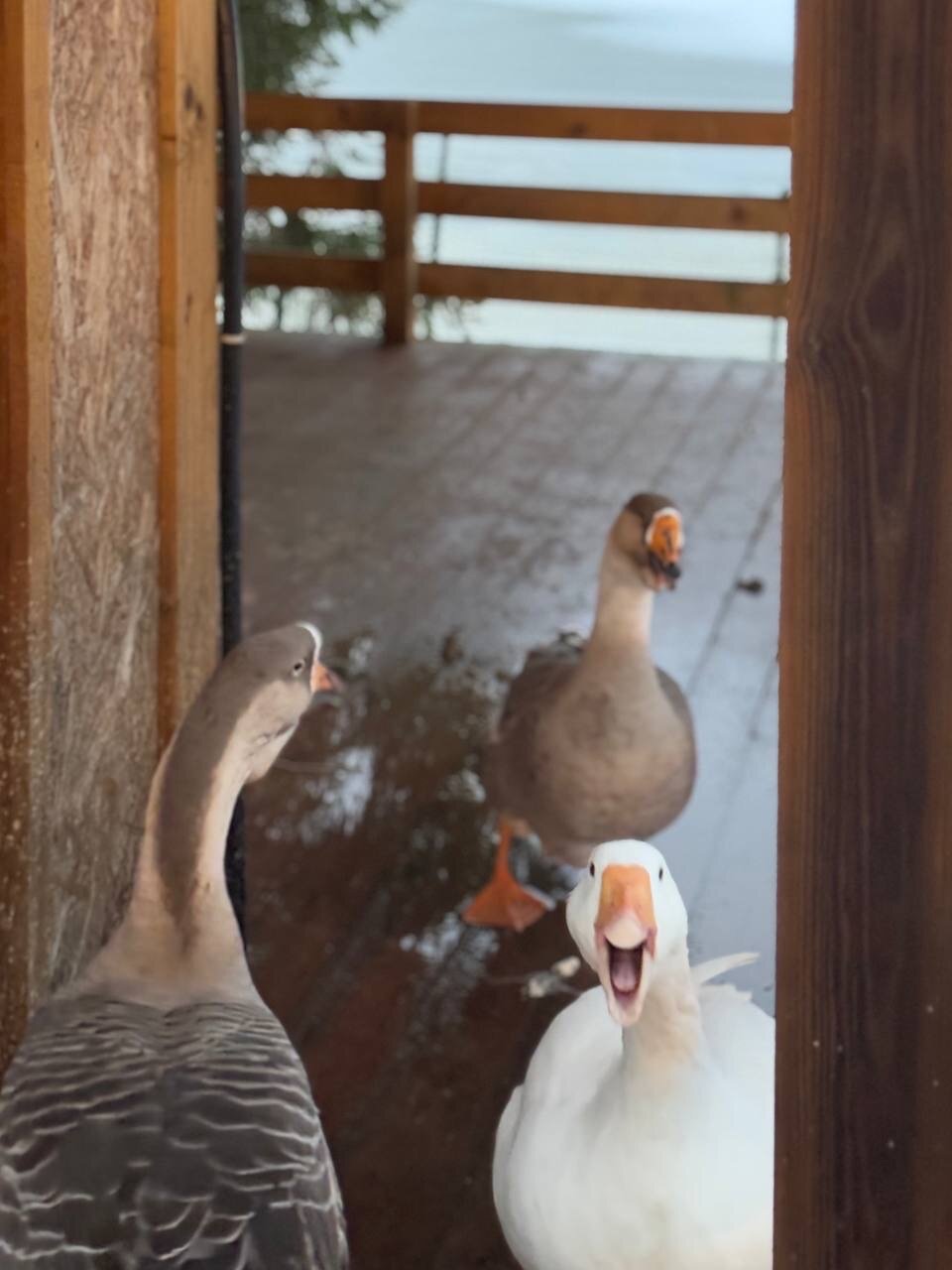 Фото Вереск