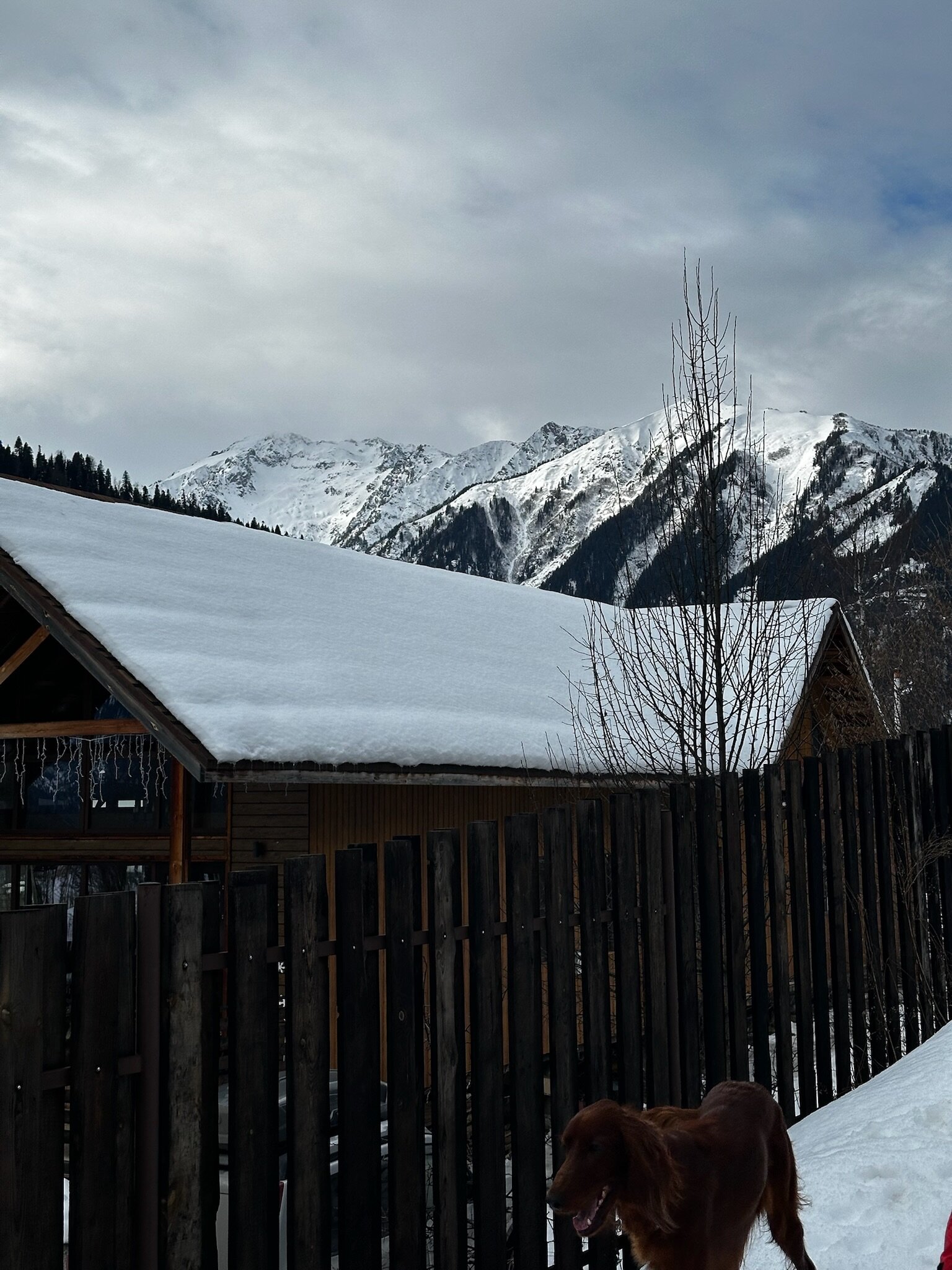 Фото ПихтаHouse