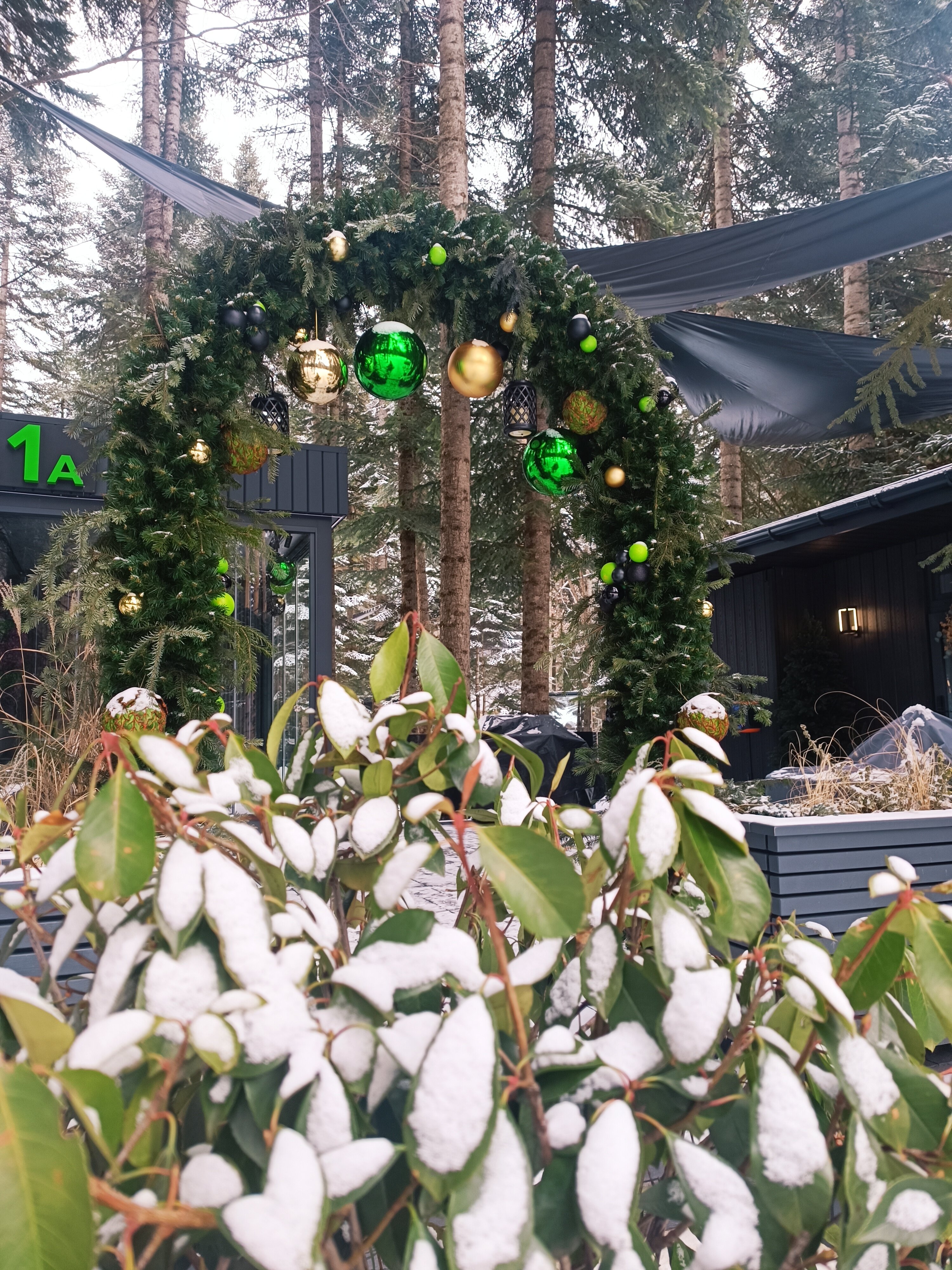 Фото Magic Forest