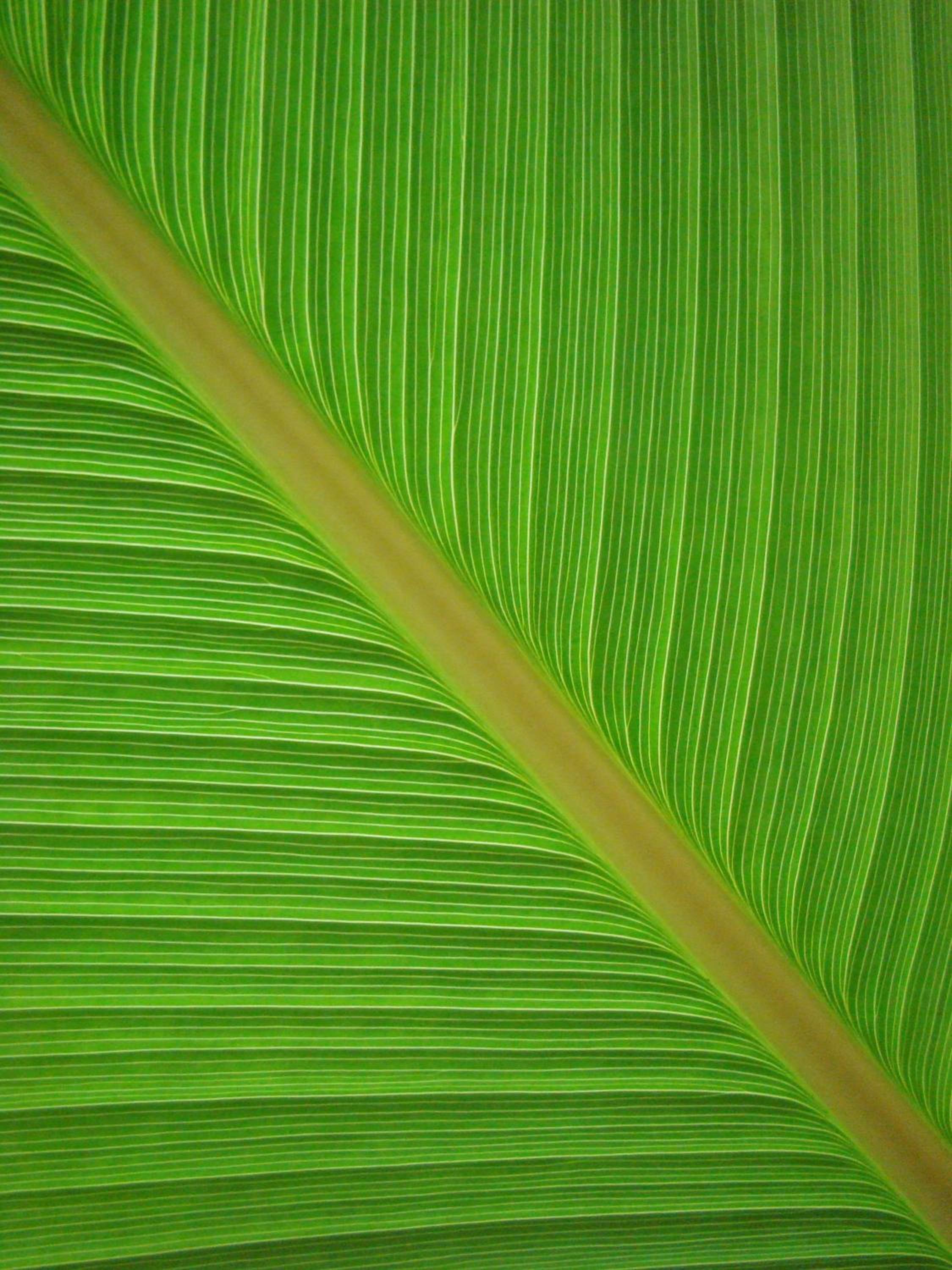 Фото Teakwood Villa