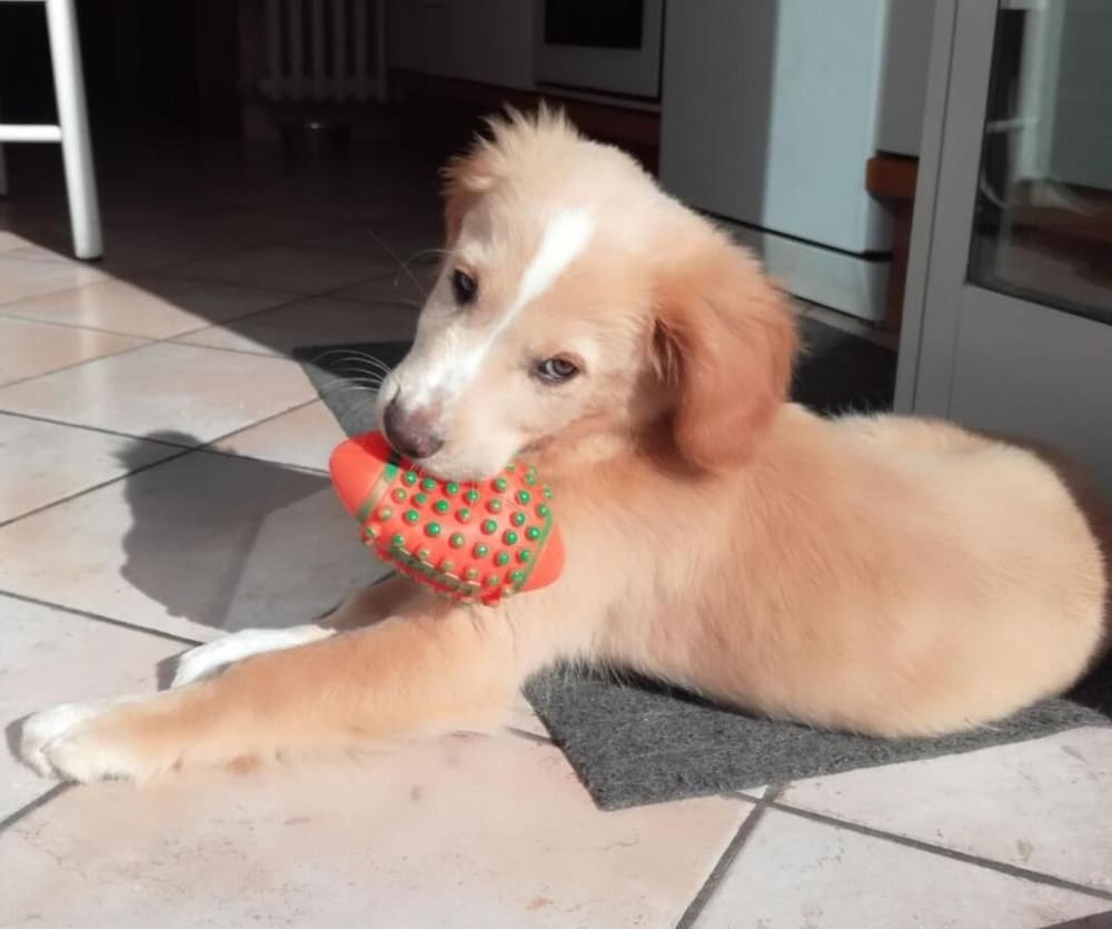 Фото Hotel Amelia