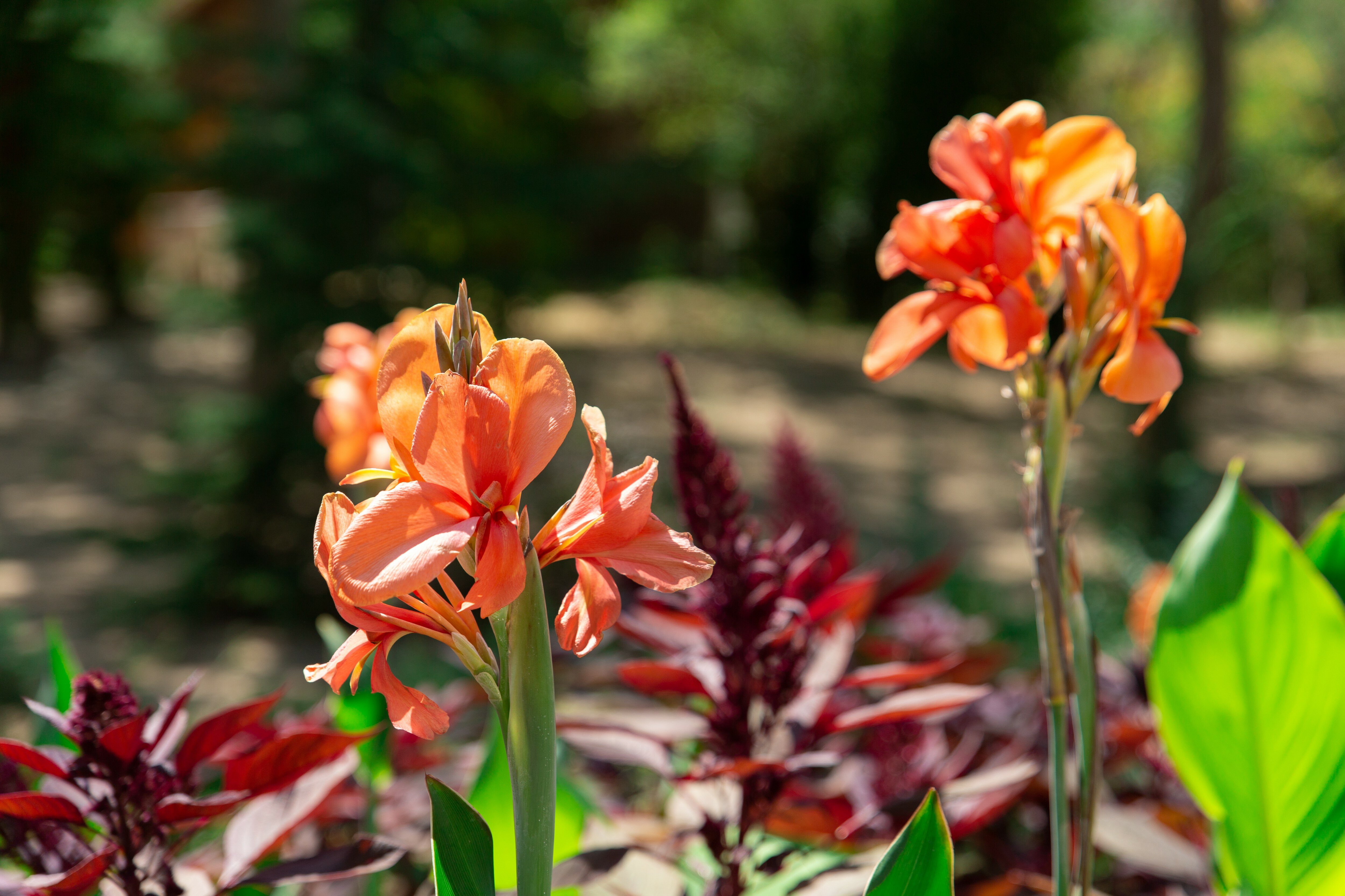 Фото Камелия-Кафа