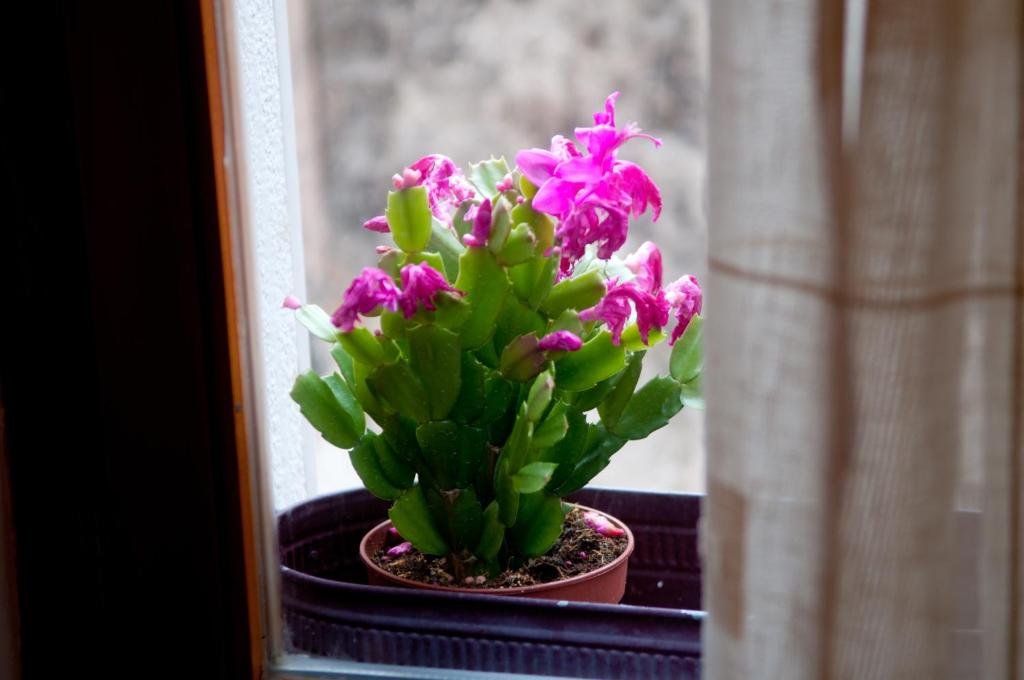 Фото Apartments Salvezani