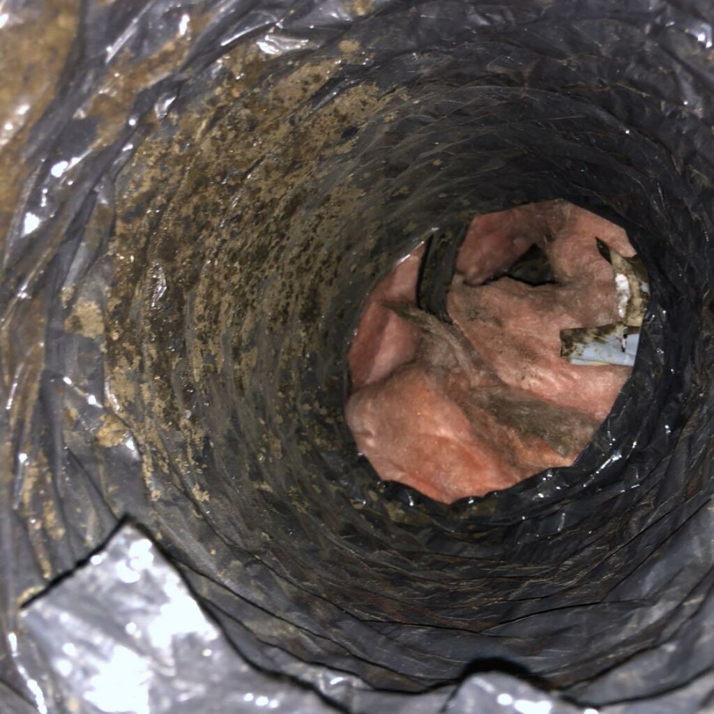 Cleaning services Bunnara Hoy - Air Duct & Dryer Vent Cleaning, Plano, photo