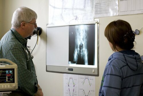 Vca los altos animal hospital 2025