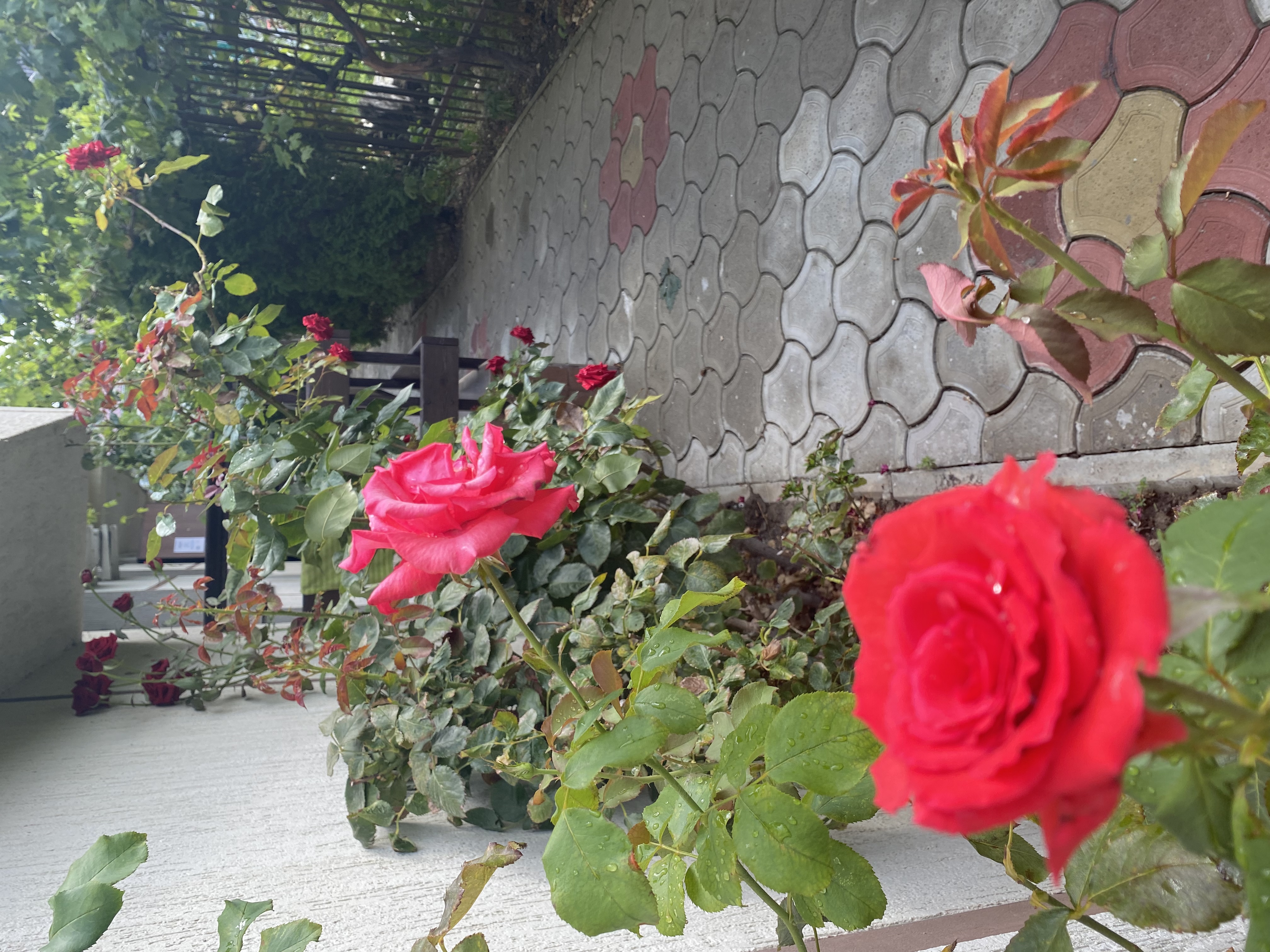 Фото Родничок