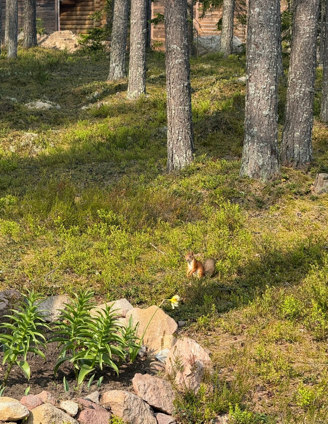 Фото Karelia Lodge