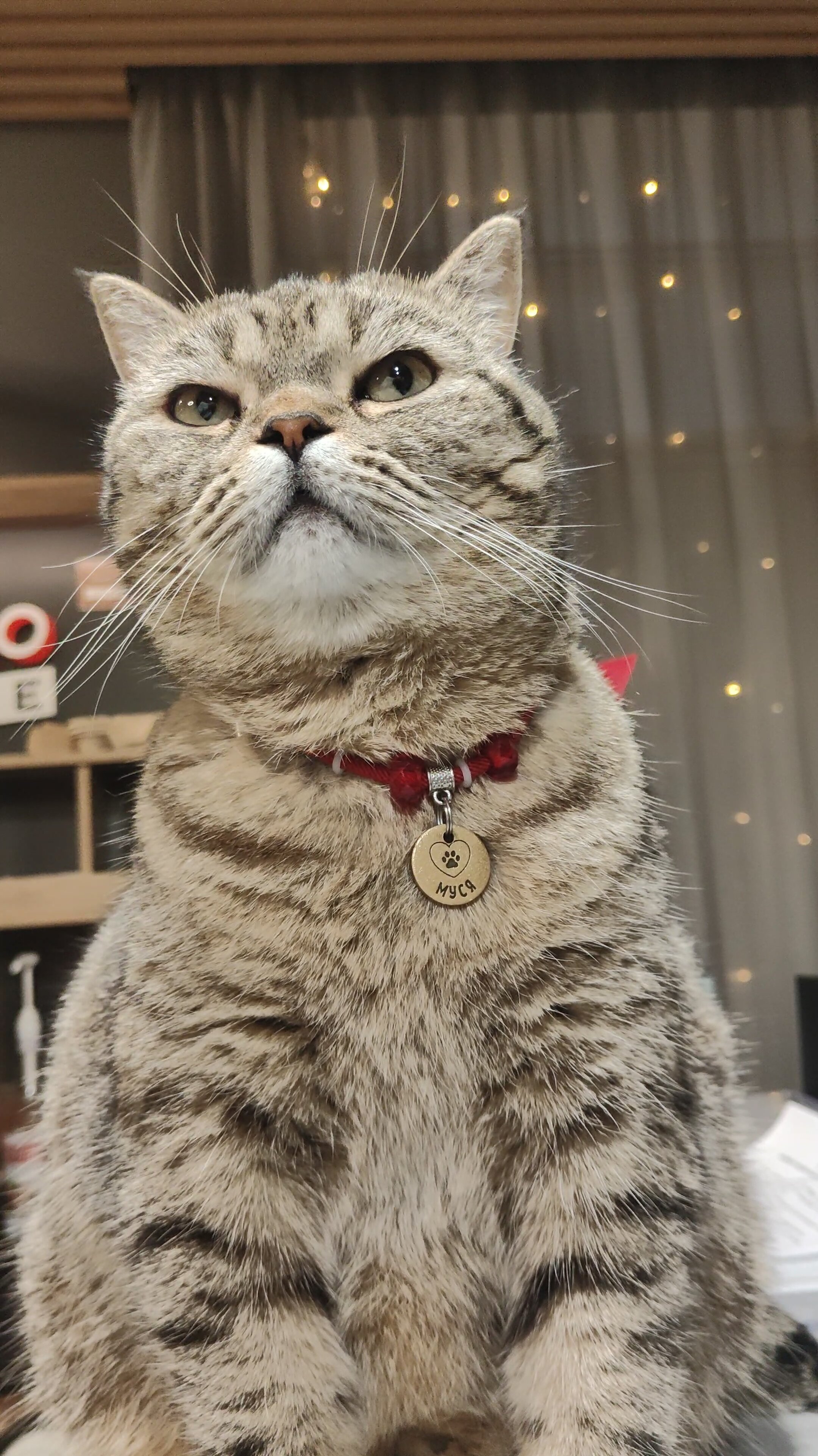 Фото Снегири