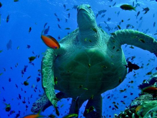 Фото Hotel Ocean Grand at Hulhumale