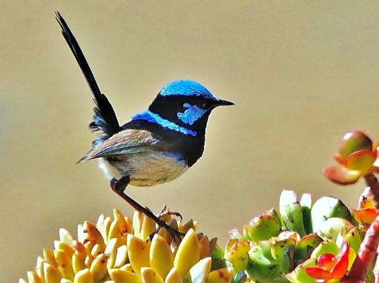 Фото Mercure Kangaroo Island Lodge