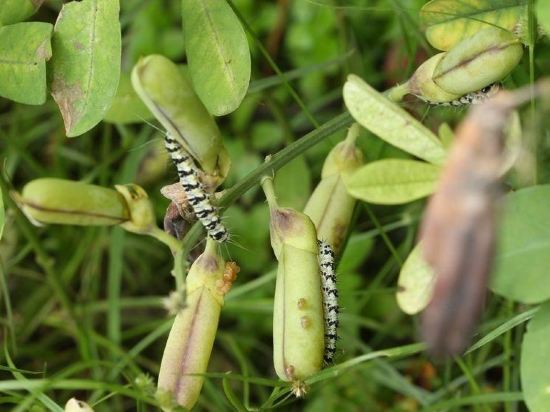 Фото Ibis Styles Goa Calangute Hotel