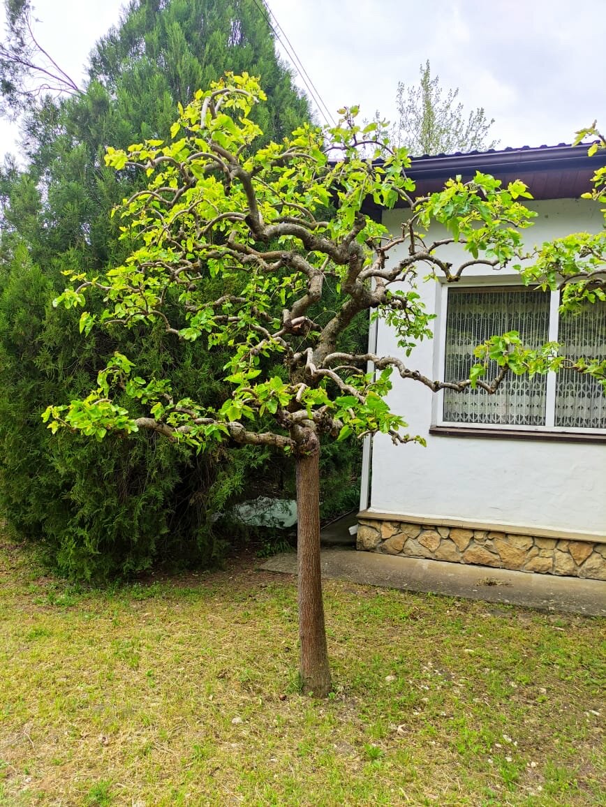 Фото Дом у Дольмена