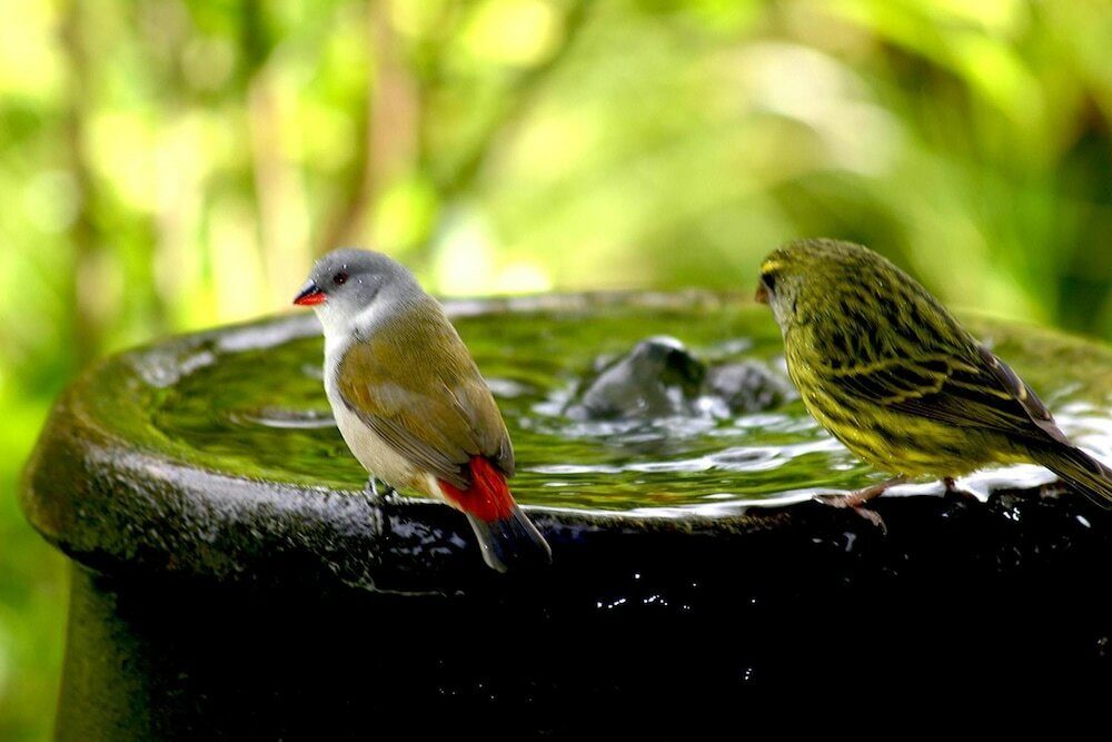 Фото Serendipity Guest House and Restaurant