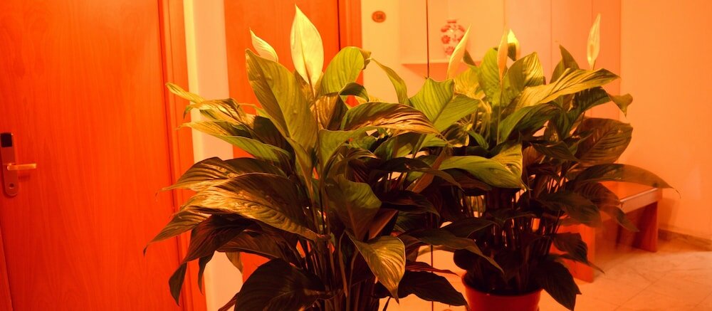 Фото Hotel Francesco