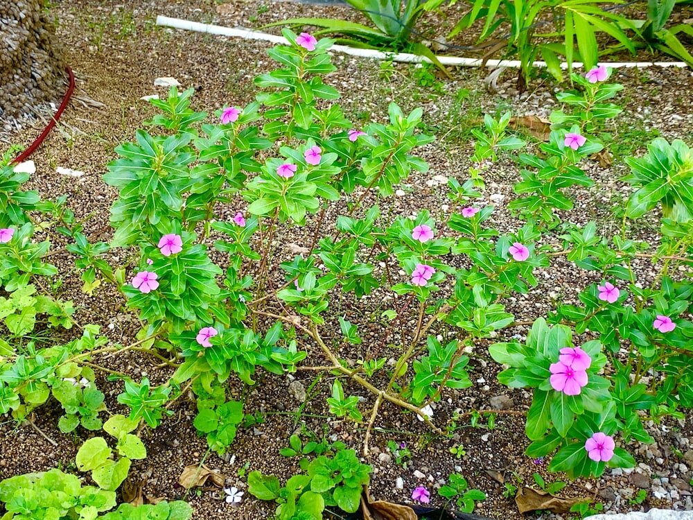 Фото Eco Hotel Green River