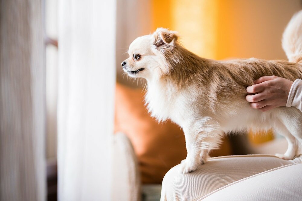 Фото Sheraton Mallorca Arabella Golf Hotel