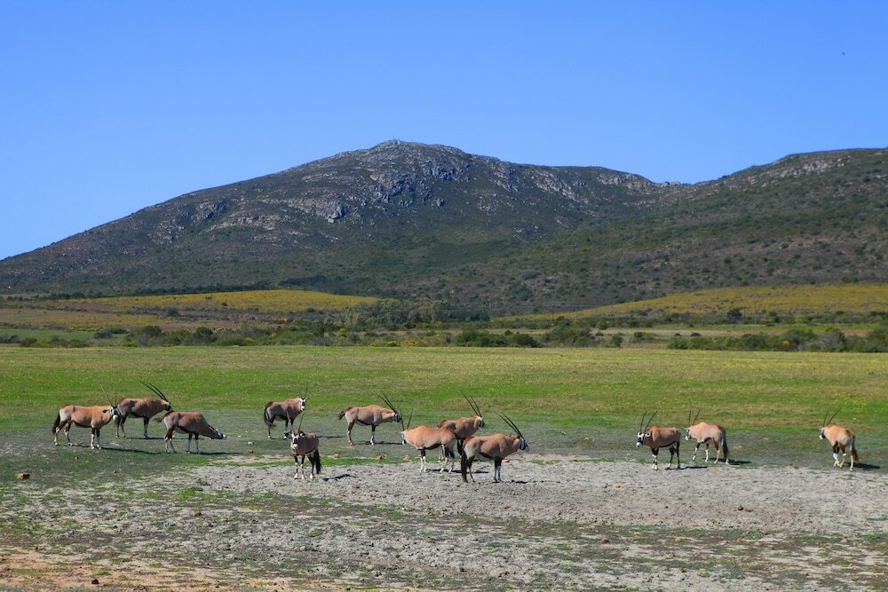 Фото Garden Route Game Lodge