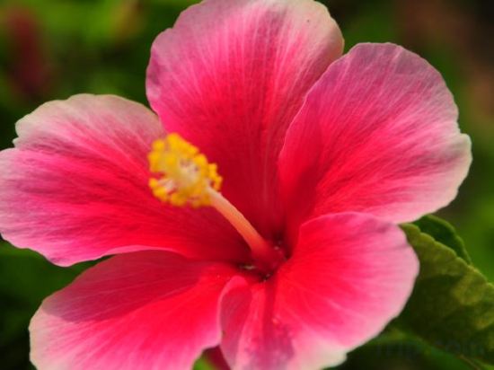 Фото Medee Resort