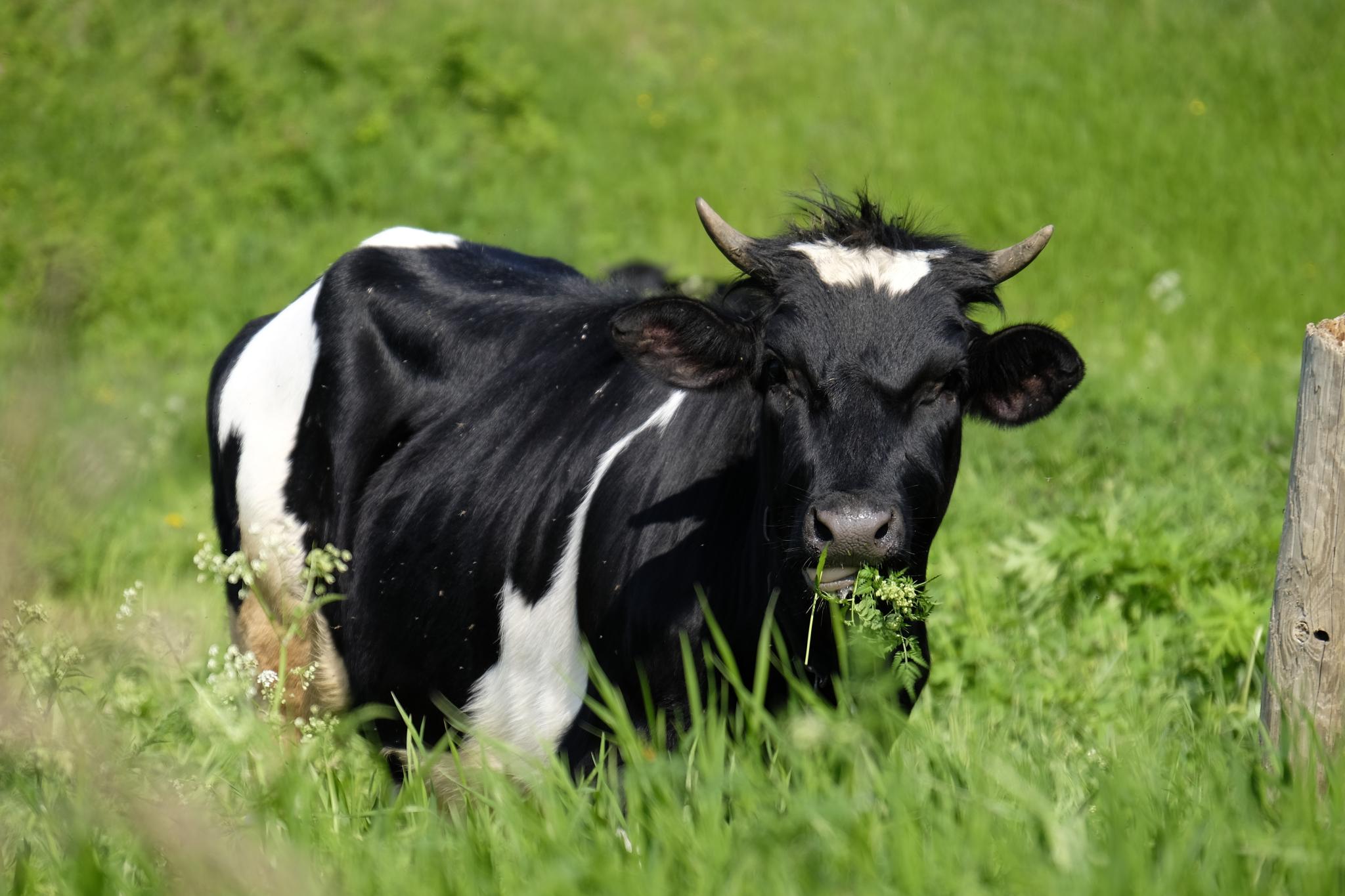 Фото Гостевой Дом в Пекашино